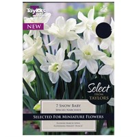 Taylors Bulbs Narcissi Snow Baby - Pack of 9 (SE2281)