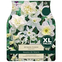 Taylors Bulbs Narcissi Snow Fusion - Pack of 15 (XL143)