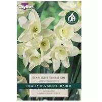 Taylors Bulbs Narcissus Starlight Sensation - Pack of 5 (TP261)