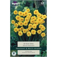 Taylors Bulbs Narcissi Sun Disc - Pack of 9 (TP255)