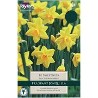 Taylors Bulbs Narcissi Sweetness - Pack of 10 (TP258)