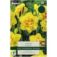 Taylors Bulbs Narcissi Tahiti - Pack of 5 (TP147)