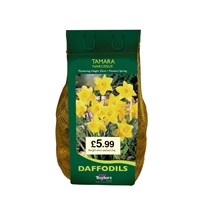 Taylors Bulbs Narcissi Tamara Carri-Pack - 1.5kg (DPR52)