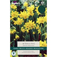 Taylors Bulbs Narcissi Tete A Tete - Pack of 10 (TP259)