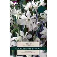 Taylors Bulbs Narcissus Thalia - Pack of 8 (SE263)