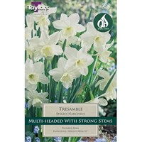 Taylors Bulbs Narcissus Tresamble - Pack of 6 (TP1131)