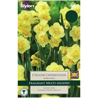 Taylors Bulbs Narcissi Yellow Cheerfulness - Pack of 6 (TP135)