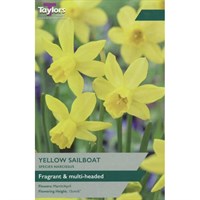Taylors Bulbs Narcissus Yellow Sailboat - Pack of 8 (TP234)