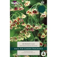 Taylors Bulbs Nectaroscordum Siculum - Pack of 8 (TP804)