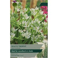Taylors Bulbs Ornithogalum White Trophy - Pack of 15 (TP910)