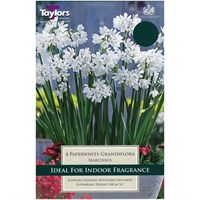 Taylors Bulbs Paperwhite Grandiflora - Pack of 3 (TP183)