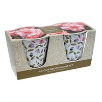 Taylors Bulbs Pink Begonia Indoor Grow Your Own Pot Floral Duo (2 Bulbs) (SH40)