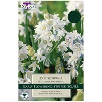 Taylors Bulbs Puschkinia Scilloides Libanotica - Pack of 20 (TP810)