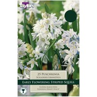 Taylors Bulbs Puschkinia Scilloides Libanotica - Pack of 25 (TP810)