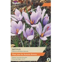 Taylors Bulbs Sativus - Pack of 12 (TP683)