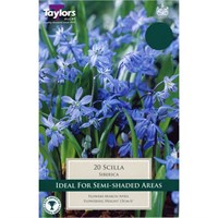Taylors Bulbs Scilla Siberica - Pack of 15 (TP815)