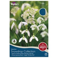 Taylors Bulbs Snowdrop Collection - Pack of 20 (AV600)