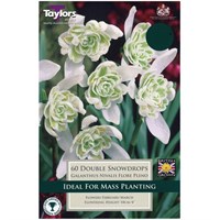 Taylors Bulbs Snowdrops Double Value Pack - Pack of 30 (AV342)