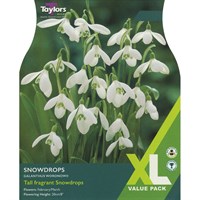 Taylors Bulbs Snowdrops Galanthus Woronowii - Pack of 20 (XL762)