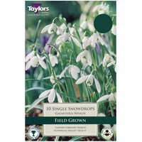Taylors Bulbs Snowdrops Single Field Grown Value Pack - Pack of 35 (AV341)