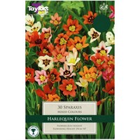Taylors Bulbs Sparaxis - Pack of 25 (TP817)