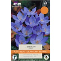 Taylors Bulbs Speciosus - Pack of 12 (TP684)