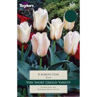 Taylors Bulbs Tulip Albion Star - Pack of 8 (TP525)