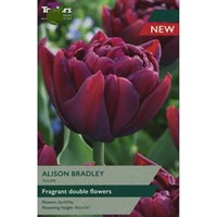 Taylors Bulbs Tulip Alison Bradley - Pack of 5 (TP434)