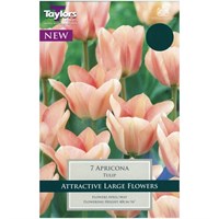 Taylors Bulbs Tulip Apricona - Pack of 7 (TP400)