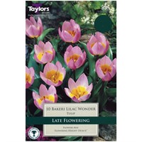 Taylors Bulbs Tulip Bakeri Lilac Wonder - Pack of 12 (TP545)