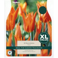 Taylors Bulbs Tulip Ballerina - Pack of 12 (XL479)
