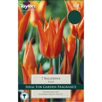Taylors Bulbs Tulip Ballerina - Pack of 5 (TP479)