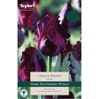 Taylors Bulbs Tulip Black Parrot - Pack of 5 (TP463)