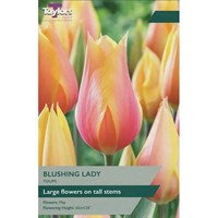 Taylors Bulbs Tulip Blushing Lady - Pack of 6 (TP413)