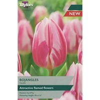 Taylors Bulbs Tulip Bojangles - Pack of 6 (TP381)