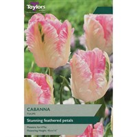 Taylors Bulbs Tulip Cabanna - Pack of 5 (TP461)