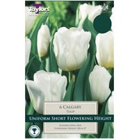 Taylors Bulbs Tulip Calgary - Pack of 5 (TP488)