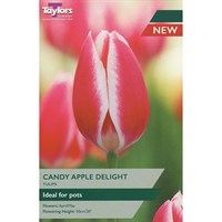 Taylors Bulbs Tulip Candy Apple Delight - Pack of 6 (TP415)