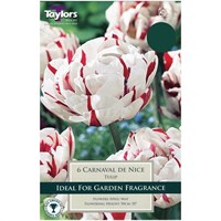 Taylors Bulbs Tulip Carnaval De Nice - Pack of 5 (TP447)
