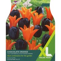 Taylors Bulbs Tulip Chocolate Orange - Pack of 12 (XL112)