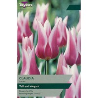 Taylors Bulbs Tulip Claudia - Pack of 7 (TP483)