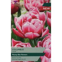 Taylors Bulbs Tulip Columbus - Pack of 5 (TP435)