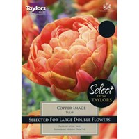 Taylors Bulbs Tulip Copper Image - Pack of 6 (SE2290)