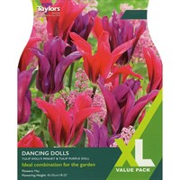 Taylors Bulbs Tulip Dancing Dolls - Pack of 18 (XL108)