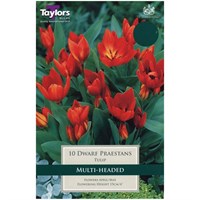 Taylors Bulbs Tulip Dwarf Praestans - Pack of 12 (TP549)