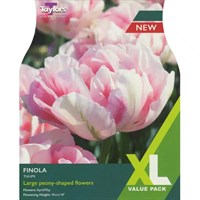Taylors Bulbs Tulip Finola - Pack of 12 (XL4202)