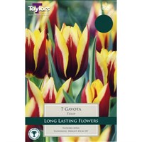 Taylors Bulbs Tulip Gavota - Pack of 6 (TP417)