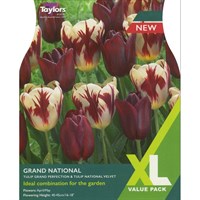 Taylors Bulbs Tulip Grand National - Pack of 15 (XL118)