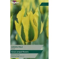 Taylors Bulbs Tulip Green Mile - Pack of 5 (TP584)