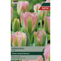 Taylors Bulbs Tulip Greenland - Pack of 5 (TP591)